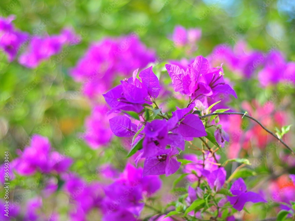 Blooming purple bougainvillea flowers. Floral background Blooming purple bougainvillea flowers. Floral background