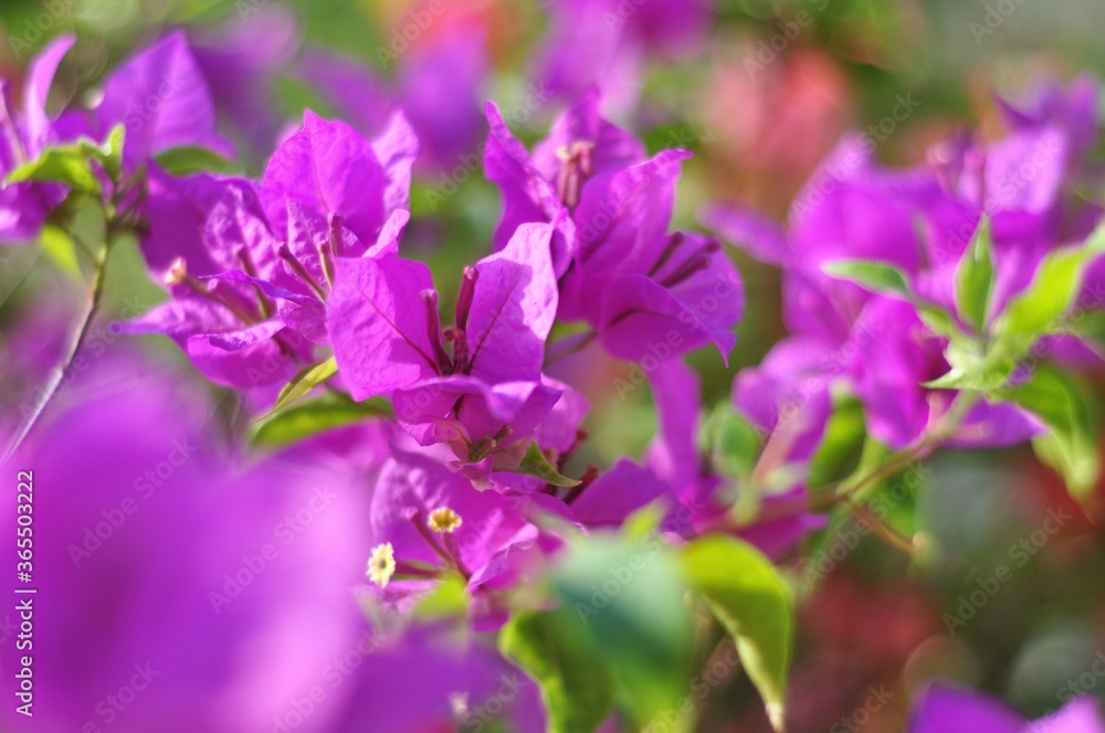 Blooming purple bougainvillea flowers. Floral background