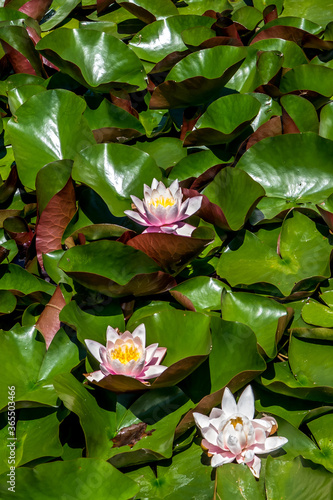 Pink Water Lily Blossoms Between Green Leaves Floating On Calm Water
