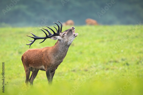 Majestic red deer, cervus elaphus, roaring on meadow in autumn nature. Magnificent stag with huge antlers standing on green grass. Wild animal bellowing in rutting season on pasture. photo