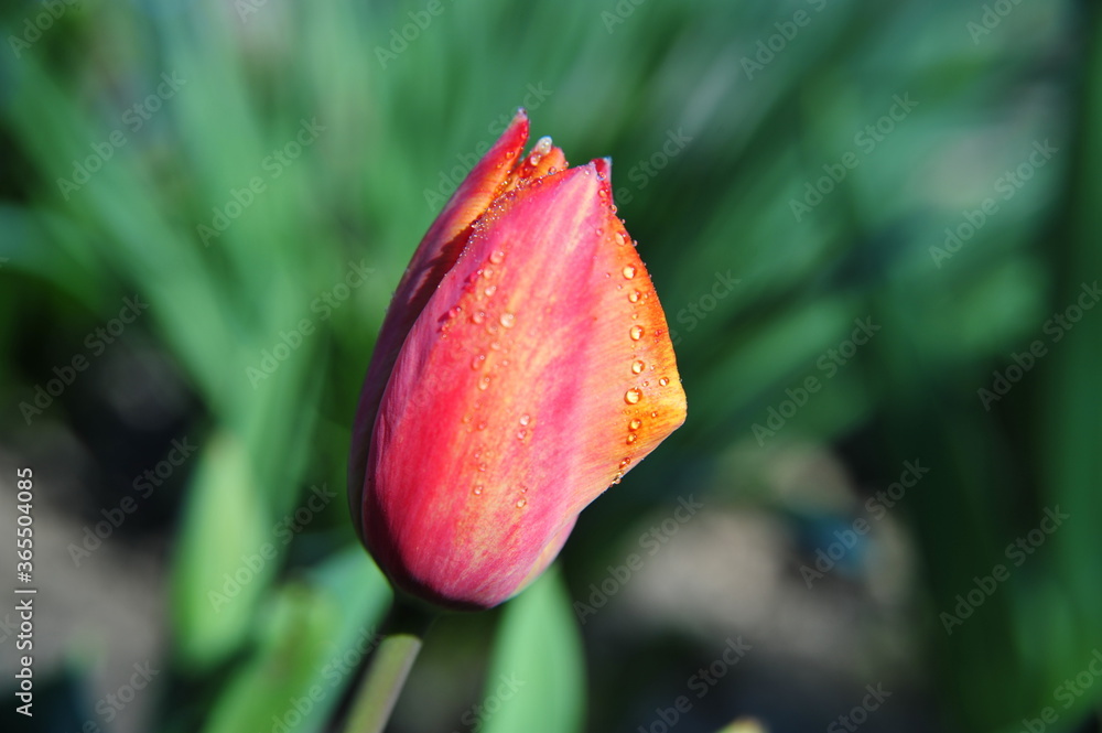 First tulip of spring with rain drops First tulip of spring with rain drops