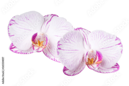 Beautiful luxury white-magenta orchid flower head isolated on white background. Studio shot