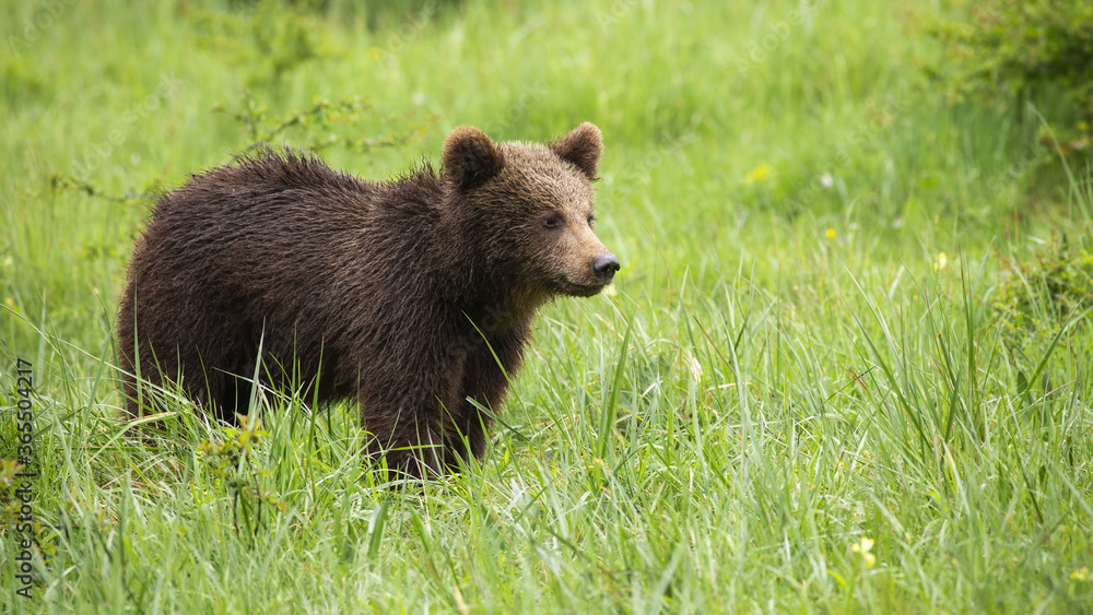 Juvenile brown bear, ursus arctos, standing on a meadow and looking aside during summer. Young wild animal observing on glade from side view. Juvenile brown bear, ursus arctos, standing on a meadow and looking aside during summer. Young wild animal observing on glade from side view.
