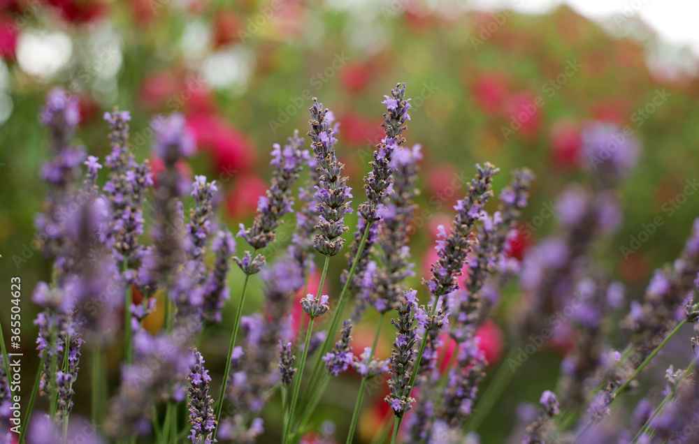 Obraz premium A beautiful Lavender garden in the South of France. Lavender, Lavandula