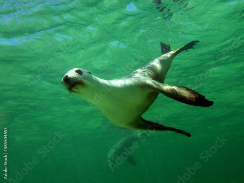 Wild adult female sea lion undersea © Samantha