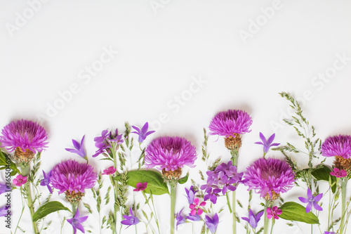 purple summer flowers on white background