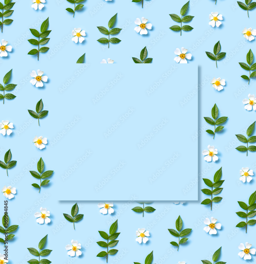 Pattern of Beautiful spring white flowers green leaves on blue background flat lay top view. Spring nature background. Springtime summer concept flowers composition postcard bloom delicate flowers