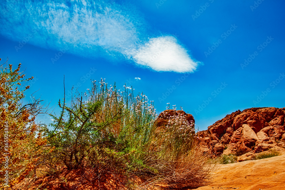 Desert Landscape with flowers and lone cloud