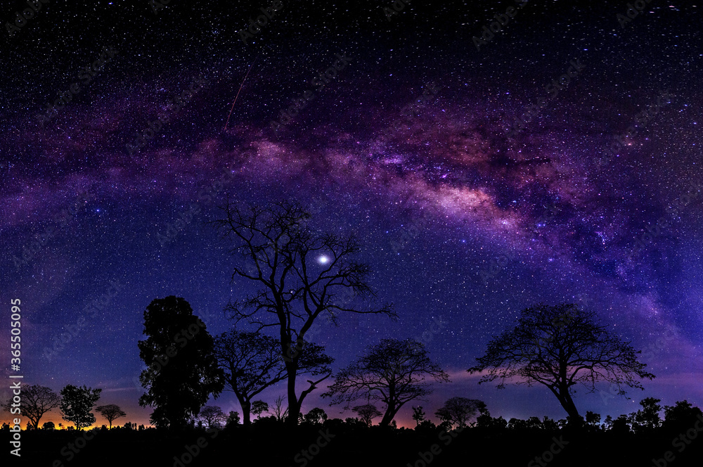 Night starry sky with purple milky way and old tree in forest dark night  landscape. Space  Wilderness, wild  grain and  select white balance. Stock Photo | Adobe Stock