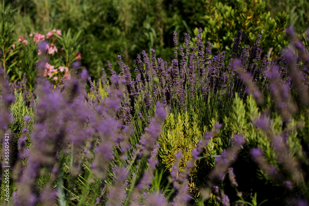 Obraz premium A beautiful Lavender garden in the South of France. Lavender, Lavandula