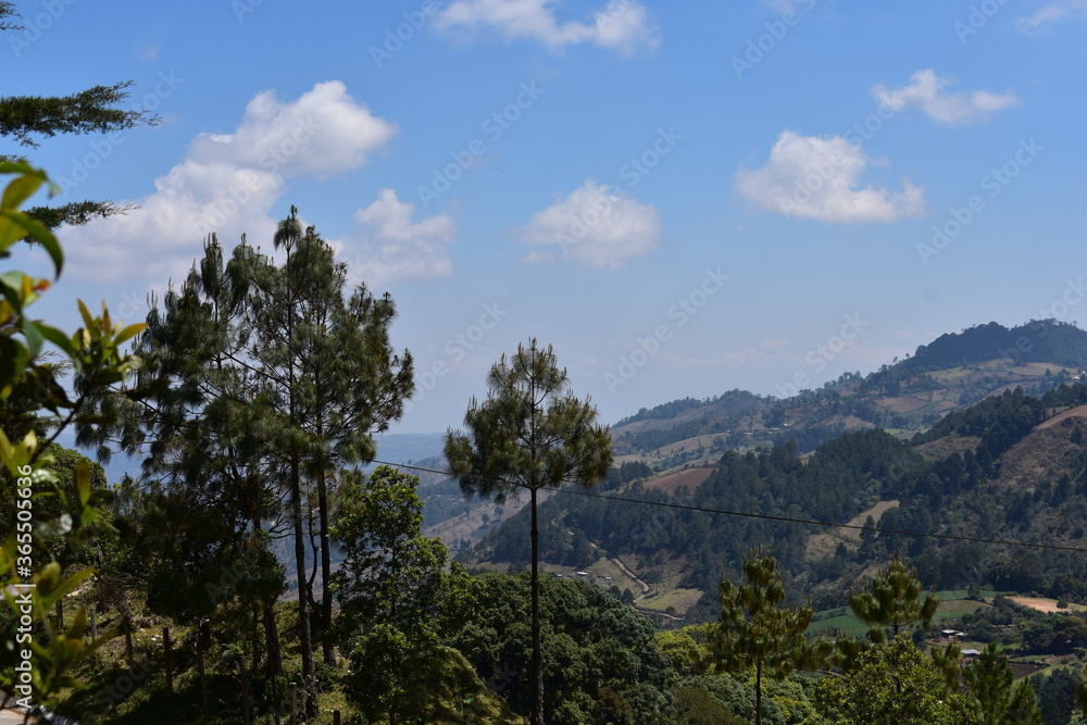 Bosque | Montaña | Arboles  | Wood | Mountain| Tree