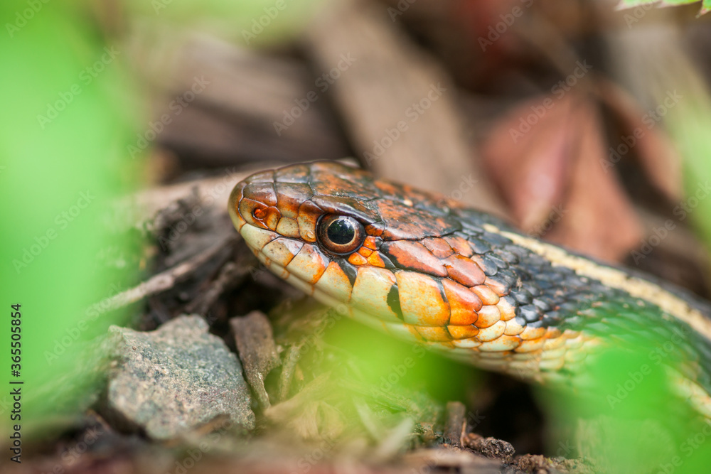 Fototapeta premium Head Portrait of a Common Garter Snake