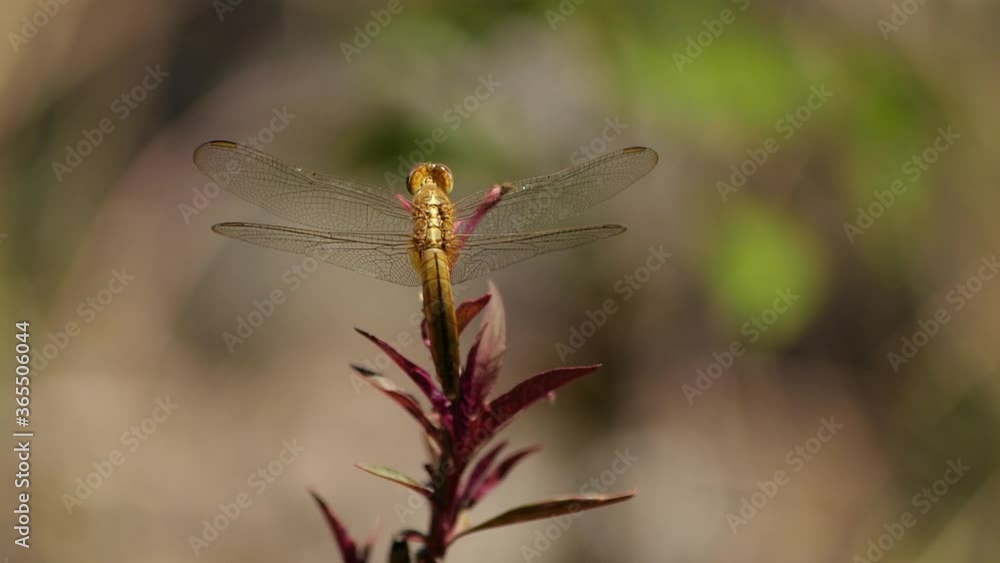 Beautiful golden dragonfly resting on red leafed plant, slowly rocking in the wind (slow mo) Beautiful golden dragonfly resting on red leafed plant, slowly rocking in the wind (slow mo)