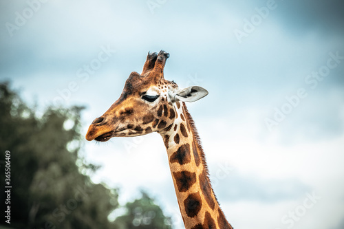 giraffe in the wild © Nicholas Art