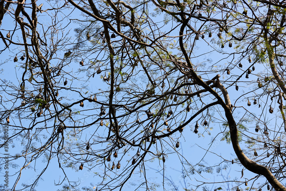 flying foxes hang on tree branches against the blue sky flying foxes hang on tree branches against the blue sky