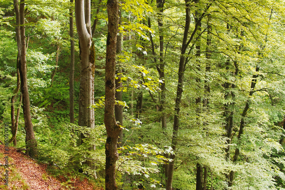 Fototapeta premium View of a fresh mountain deciduous forest in spring in the Carpathian mountains.