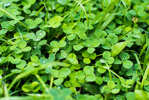 Spring meadow field of bright green clover plants. St.Patrick 's Day. Irish holiday. flower brings good luck