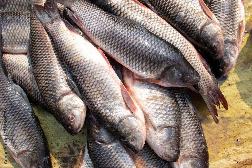 Stack of Rohu Fish in an Indian Market for Selling Stack of Rohu Fish in an Indian Market for Selling