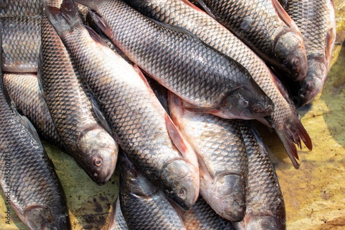 Stack of Rohu Fish in an Indian Market for Selling