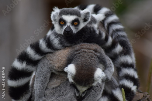 Cuddling Lemurs