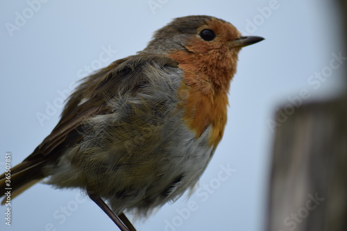 robin on a branch