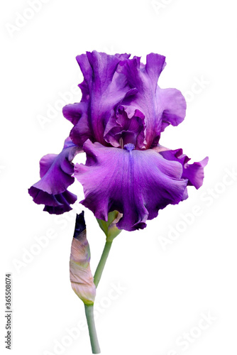 Fototapeta Naklejka Na Ścianę i Meble -  violet iris  flower isolated on white background