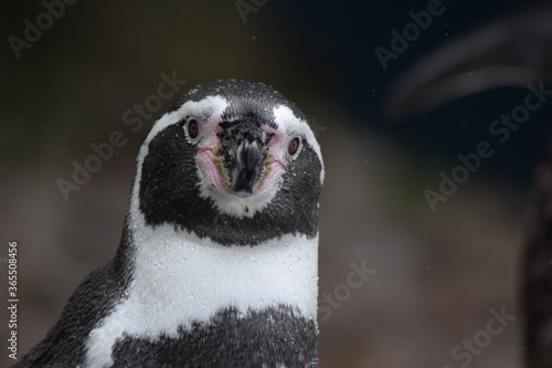 Penguin Portrait - Face On