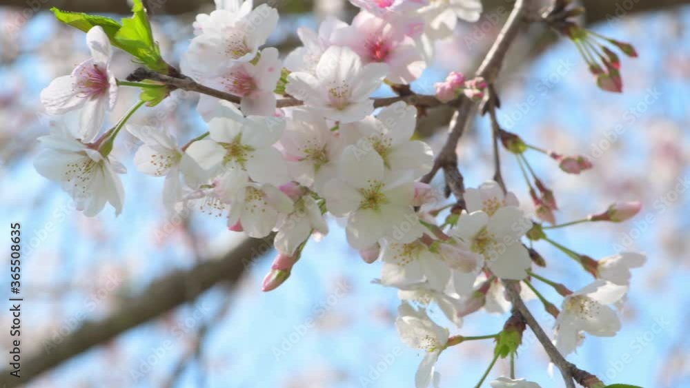 桜の花 クローズアップ 桜の花 クローズアップ