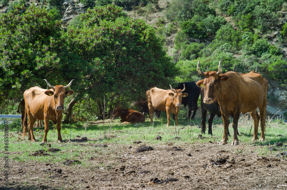 Brown, orange and black cows with large horns in the head.These animals live in Sardinia, Italy in mountains immersed in the nature between roads