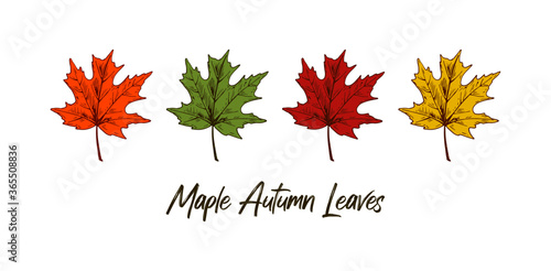 Set of hand drawn multicolored autumn maple leaves isolated on white background. Vector illustration. Realistic colored sketch