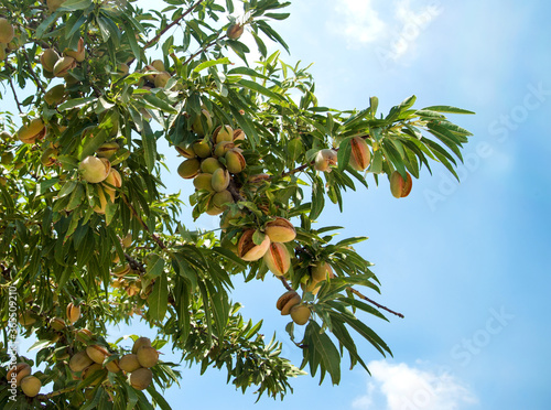 Almond tree  with ripe fruits. 