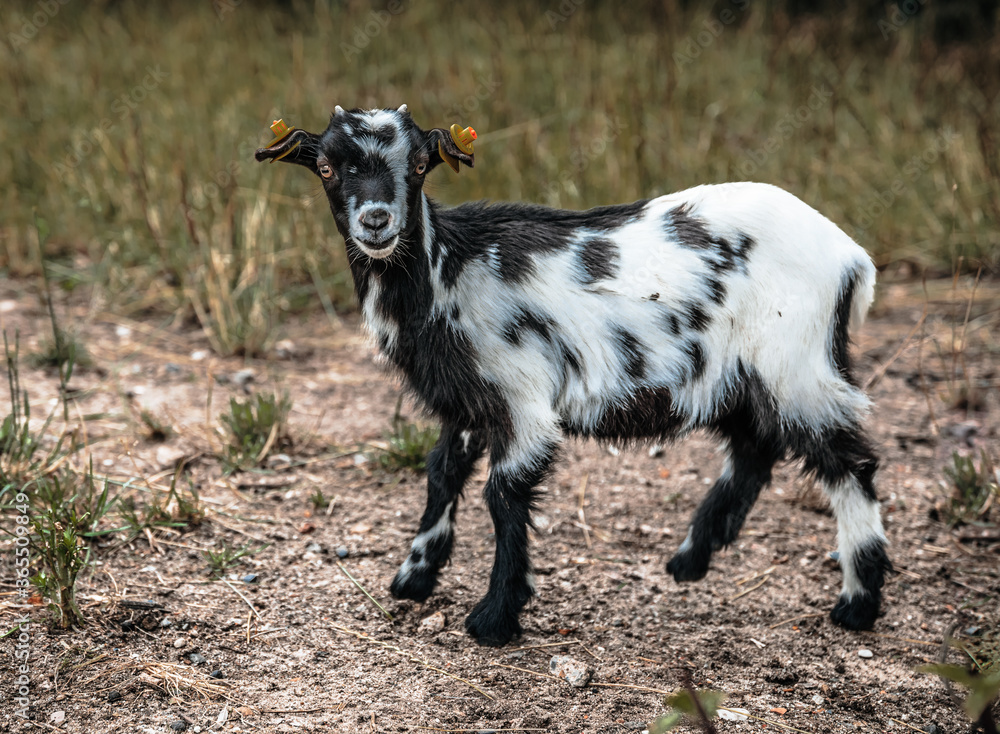 Obraz premium goat on the meadow