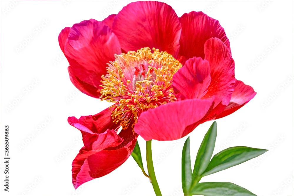 red peony flower isolated on white red peony flower isolated on white