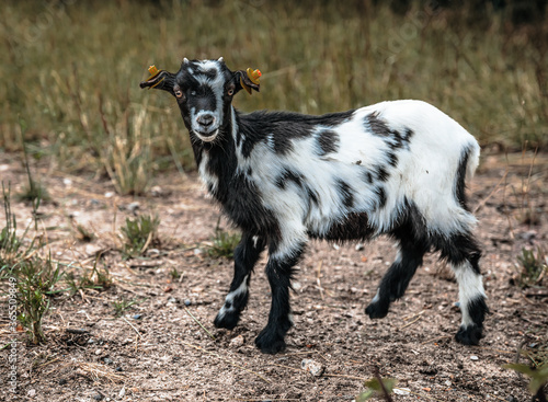 goat on the meadow