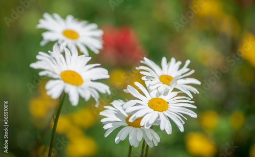 Daisies in the Meadow