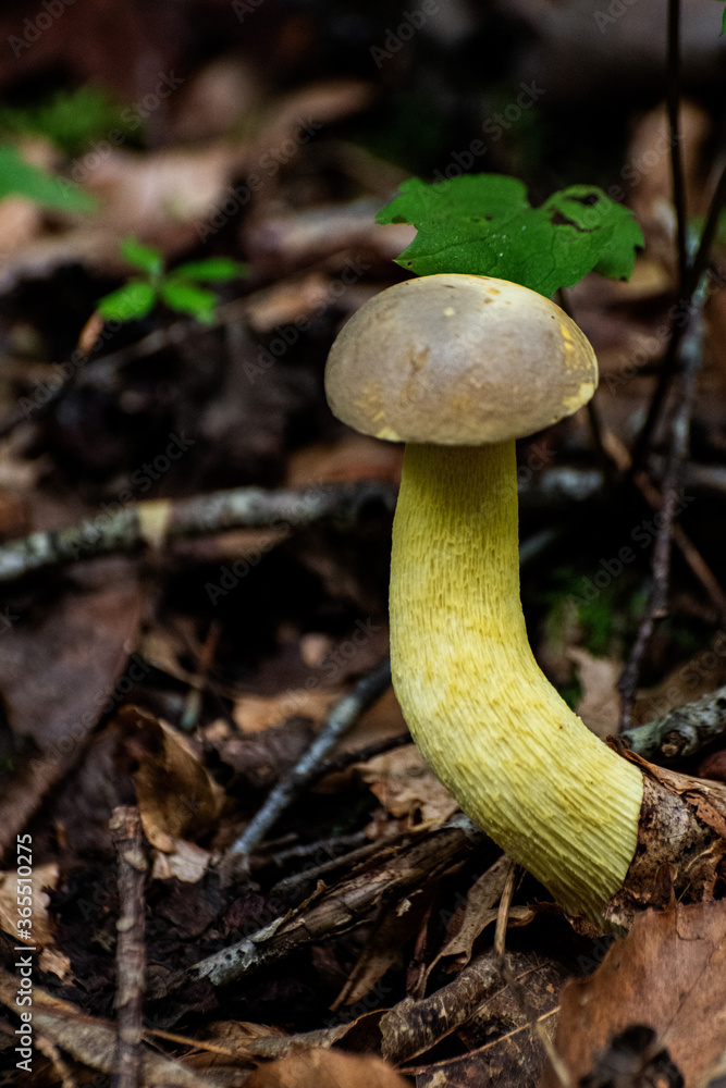 Yellow mushroom in the forest Yellow mushroom in the forest