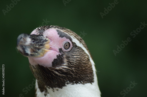 Close Up of a Penguin