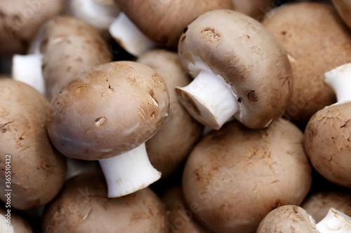 Royal mushrooms on the market, champignons closeup
