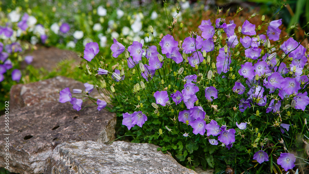 Campanula carpatica blue clips tussock bellflower Campanula carpatica blue clips tussock bellflower