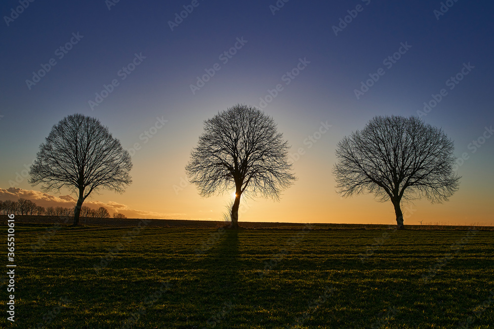 Fototapeta premium Baum am Abend