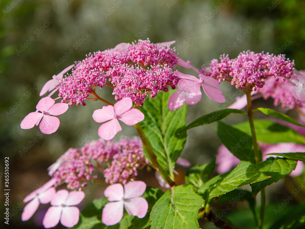 Hydrangea Aspera Sargentiana in the garden. Pink flowers of Hydrangea Sargentiana