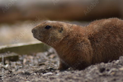 Capybara Side Profile