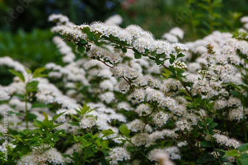 Blossom of Spirea nipponica Snowmound in springtime. White flowers of spirea in garden. Decorative flowering shrubs for landscape design photo