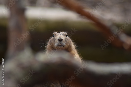 Capybara Portrait