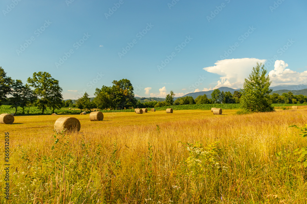 Obraz premium hay bales in the field