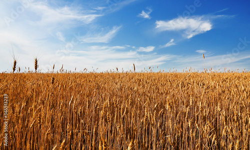 Ripe ears of wheat growing on the field