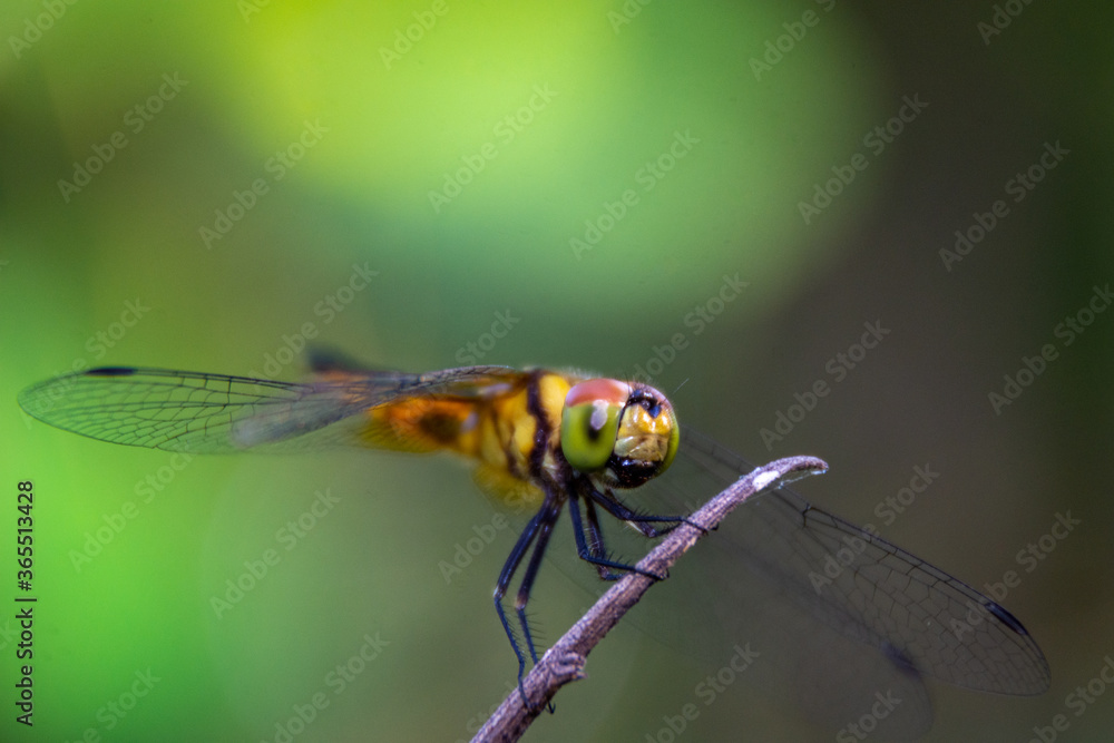 Thin winged dragonfly catching dry trunk, rain forest in Udon Thani, Thailand Thin winged dragonfly catching dry trunk, rain forest in Udon Thani, Thailand