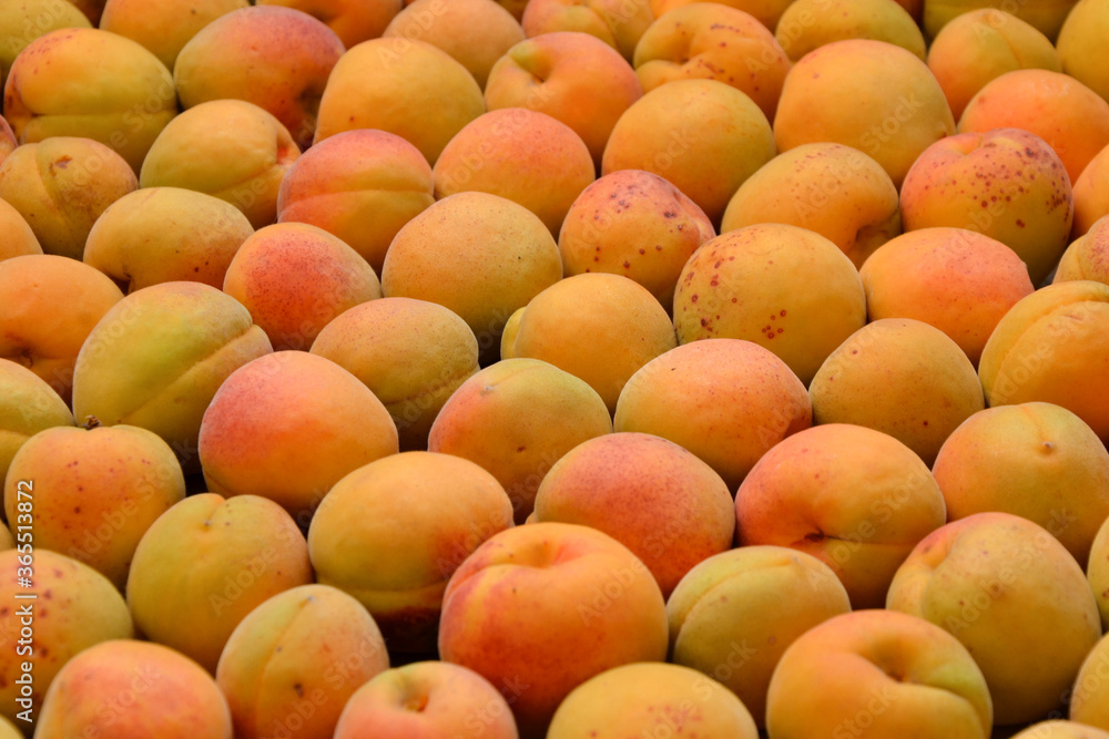 Apricots background. Fresh organic apricot fruits. Countryside garden harvest. Fruit salad, smoothie, pie and jam ingredient.