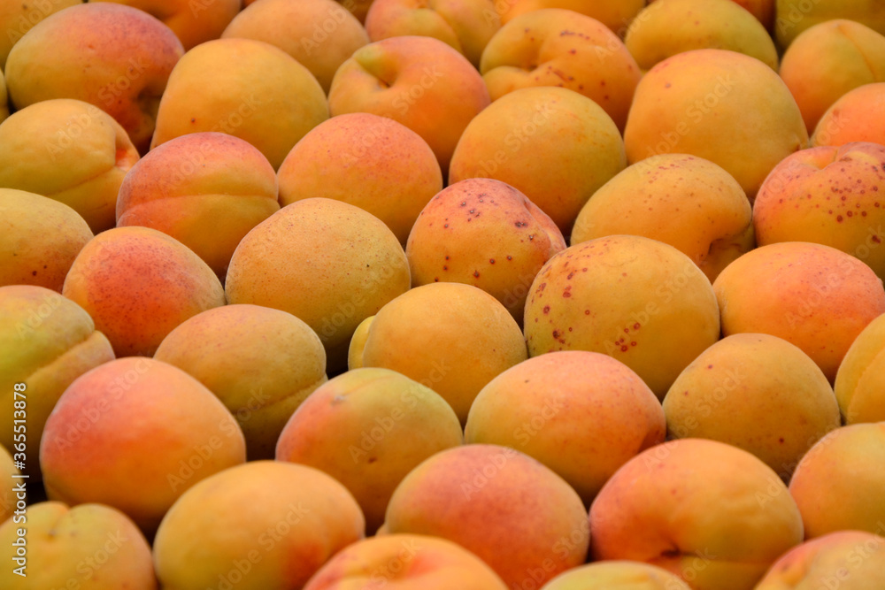 Apricots background. Fresh organic apricot fruits. Countryside garden harvest. Fruit salad, smoothie, pie and jam ingredient.