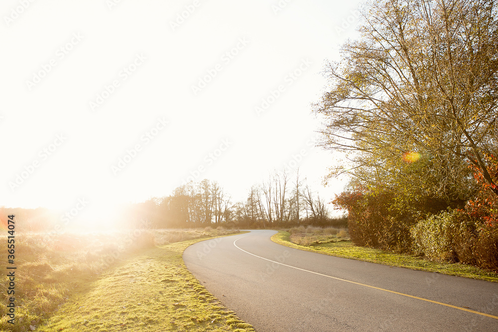 Fototapeta premium road in autumn forest